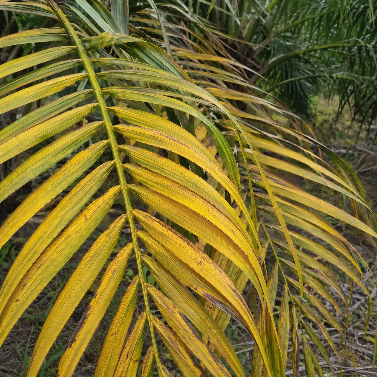 Daun kuning sawit