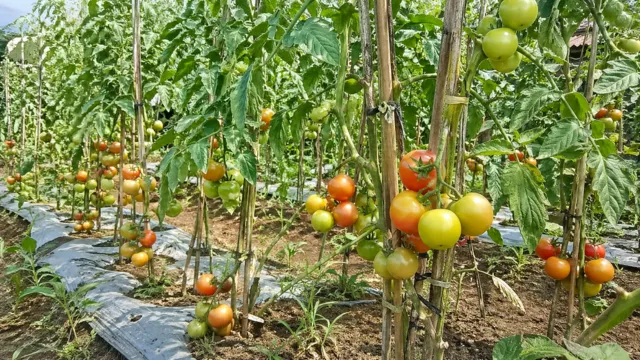 Bawang merah sembuh moler