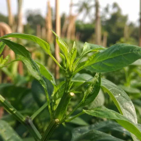 Tunas daun hijau baru