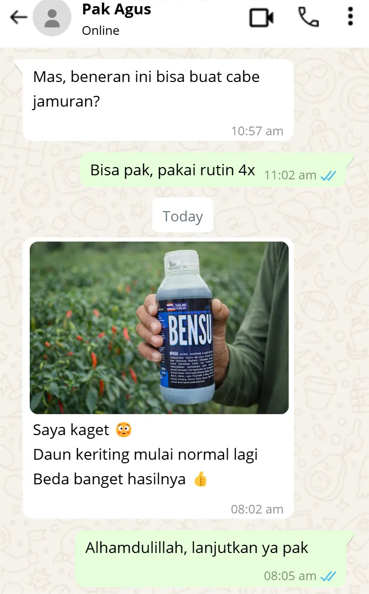 Testimoni WhatsApp Cabai