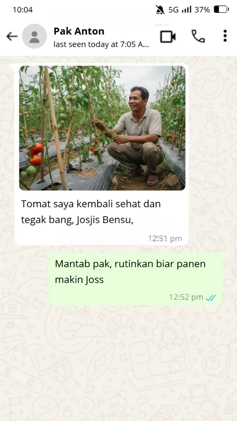 Testimoni WhatsApp Tomat