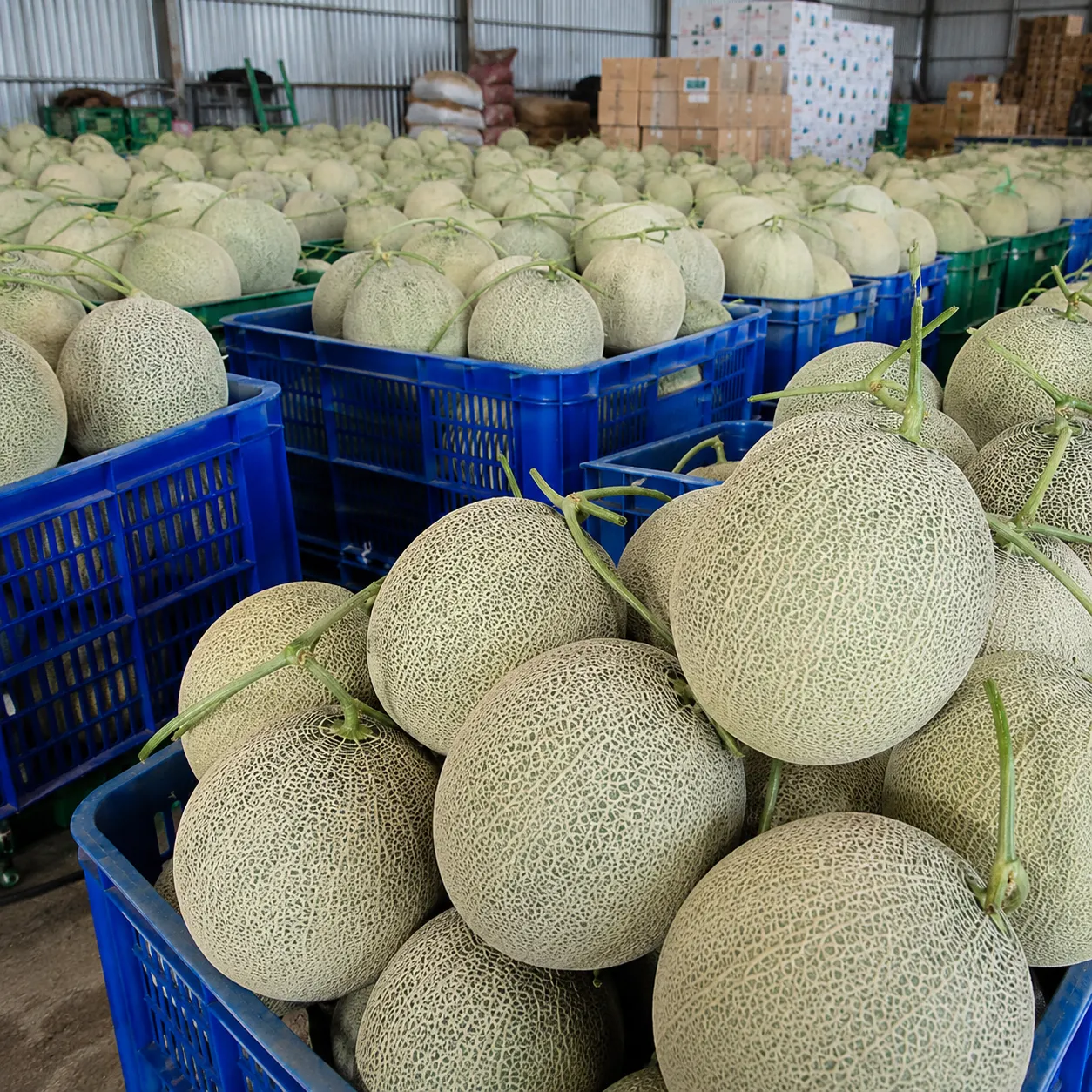 Foto tumpukan keranjang panen yang penuh sesak dengan buah melon besar-besar siap kirim.