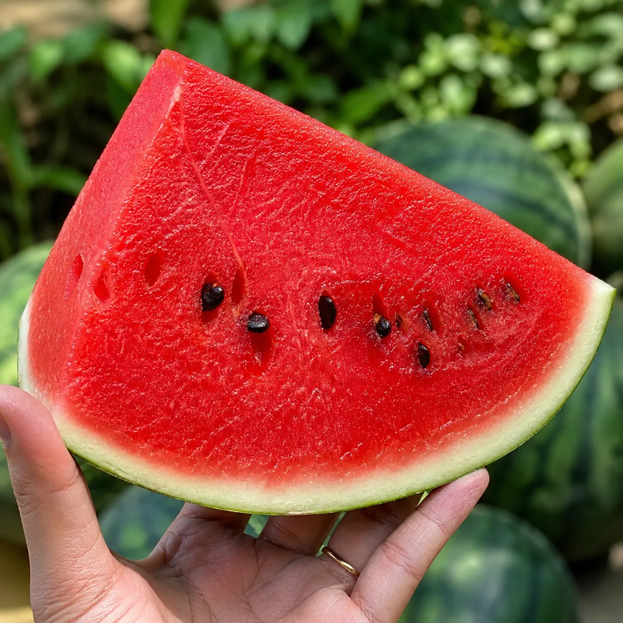 Foto tangan memegang irisan buah semangka merah tanpa biji yang sangat padat.
