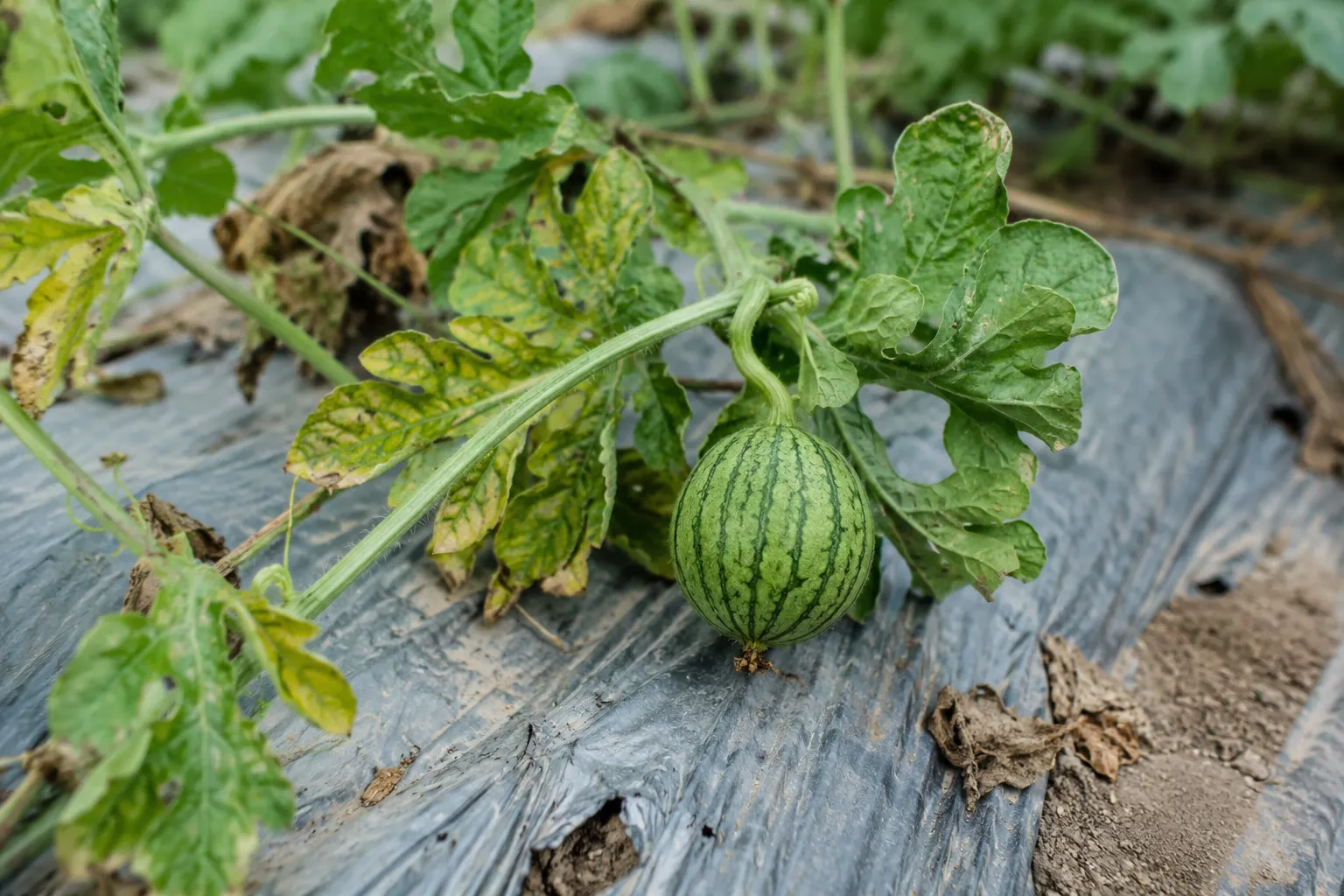 Foto hamparan buah semangka/melon di lahan yang kerdil.