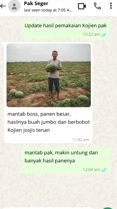Screenshot percakapan WhatsApp petani semangka yang sangat puas karena buahnya membesar gila-gilaan setelah pakai Kojien