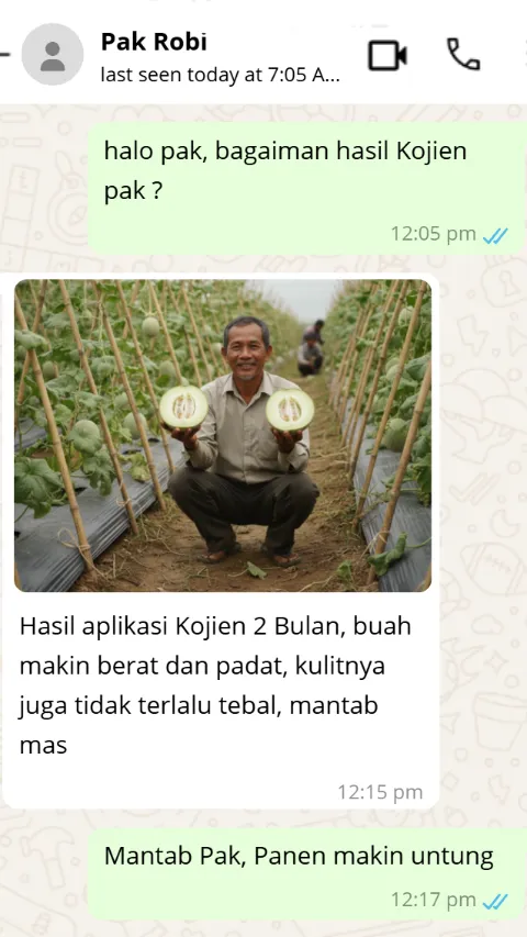 Screenshot chat WhatsApp pembeli mengkonfirmasi tonase melon naik drastis melampaui rekor sebelumnya